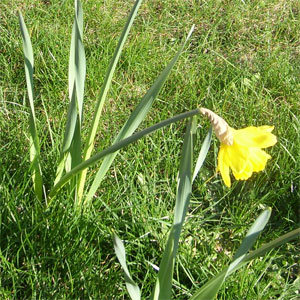 Daffodils and Grass